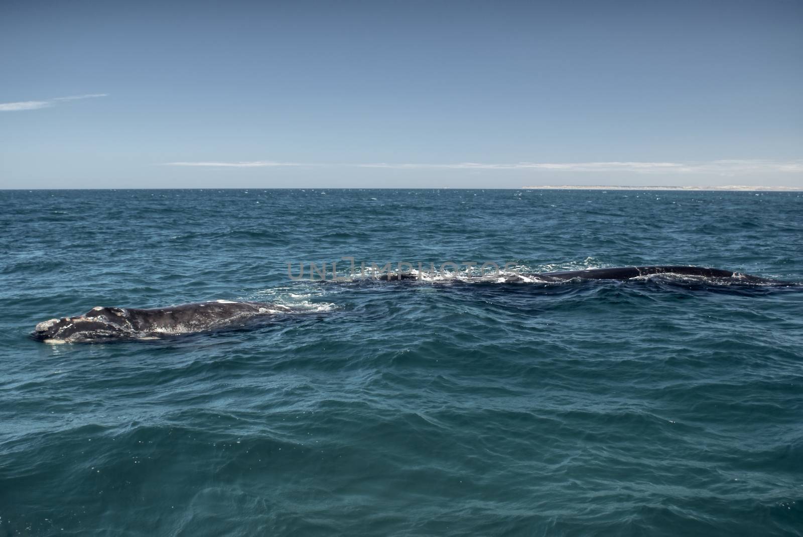 Whales by MichalKnitl