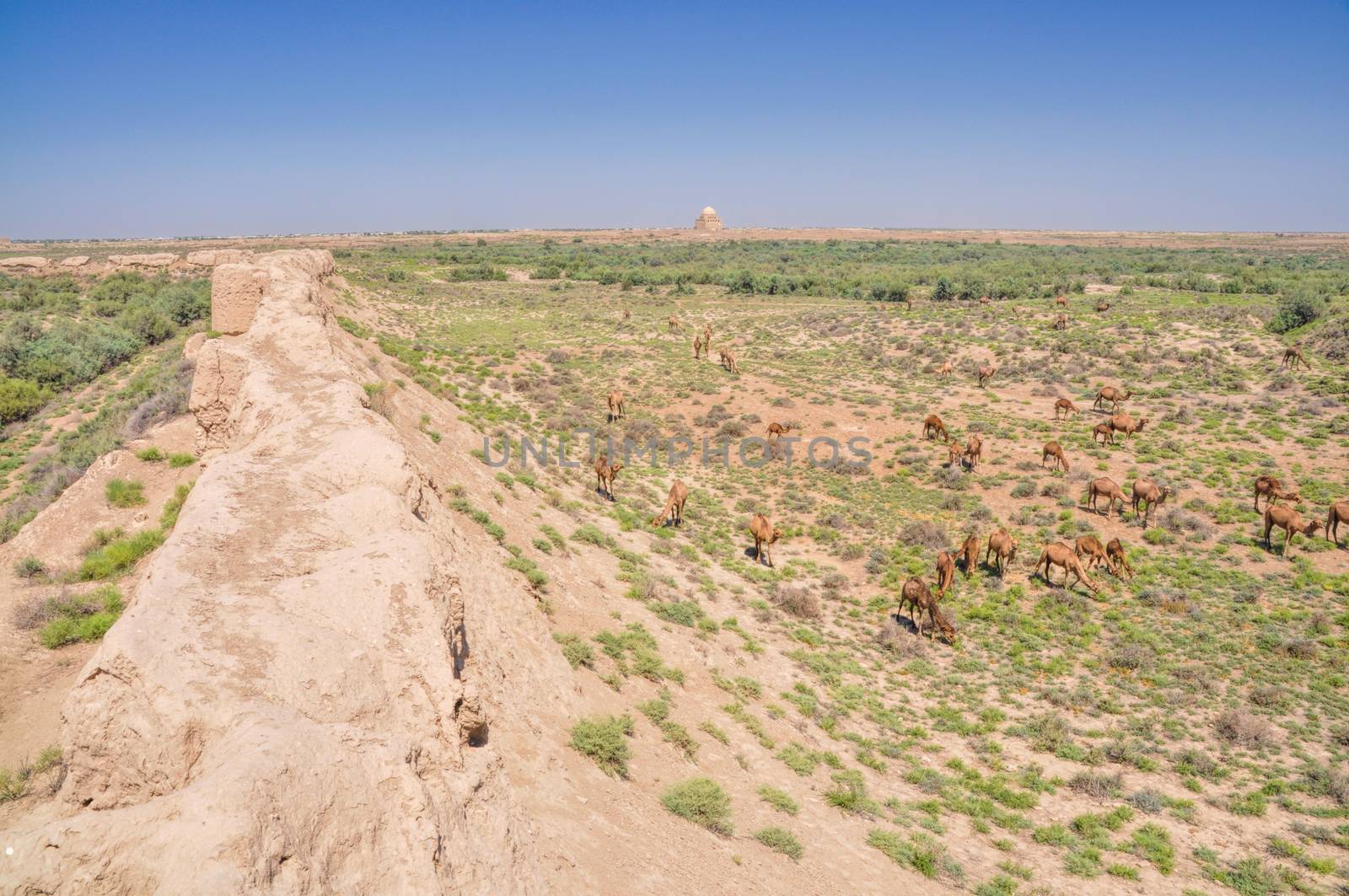 Herd of camels in desert near ancient city of Merv, Turkmenistan