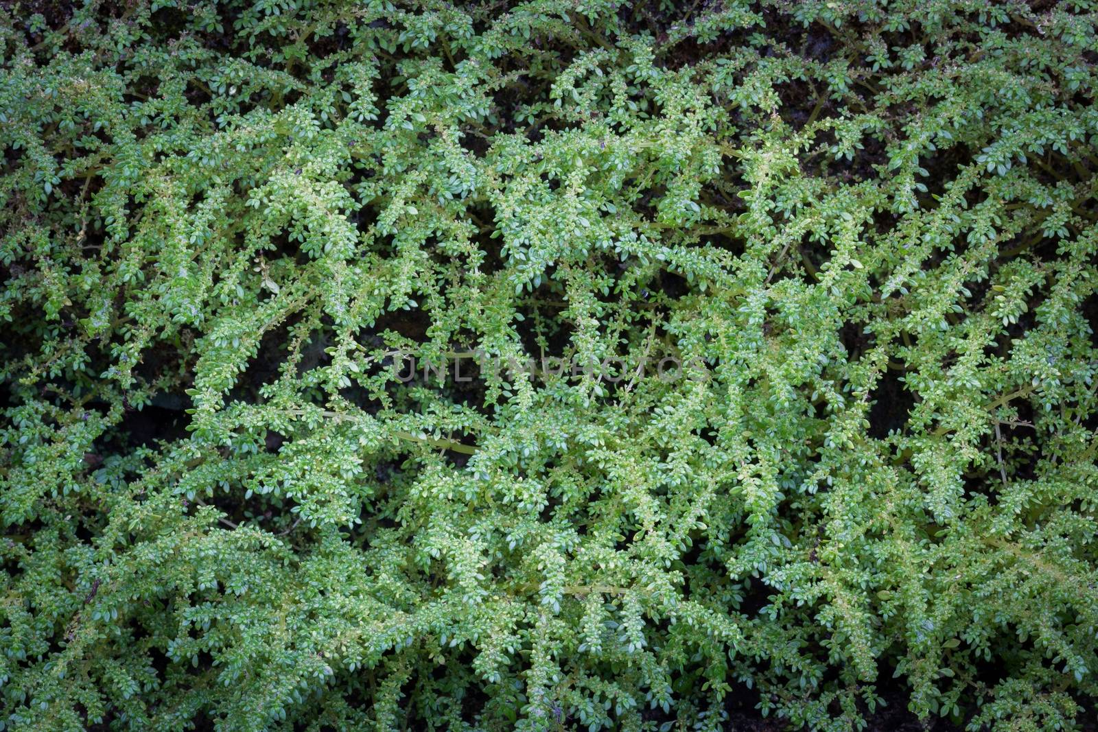 beautiful green leaves on the ground
