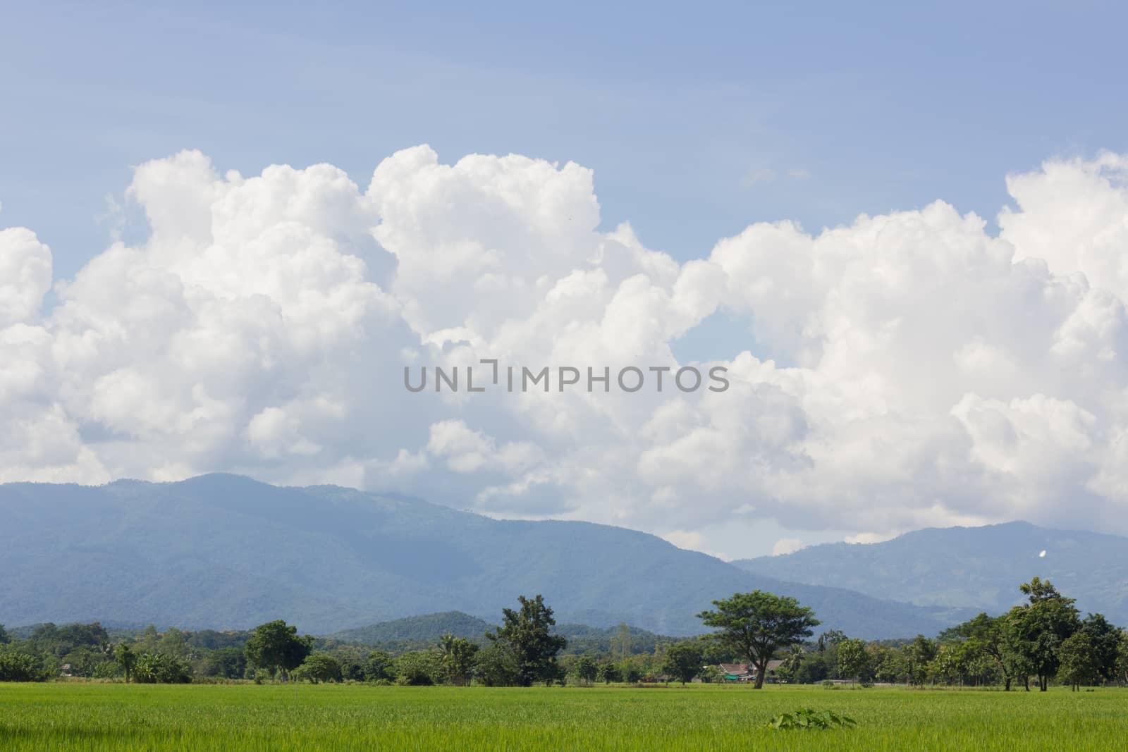 Green Rice Field with Mountains Background under Blue Sky, Chiang Rai, Thailand