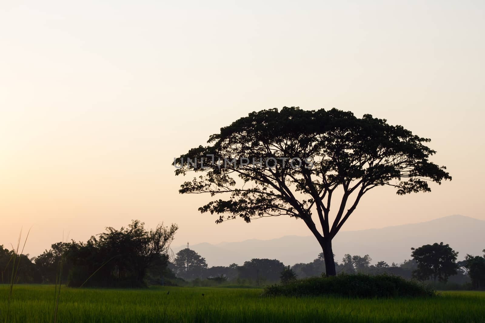 silhouette of big tree on rice fields in the evening.