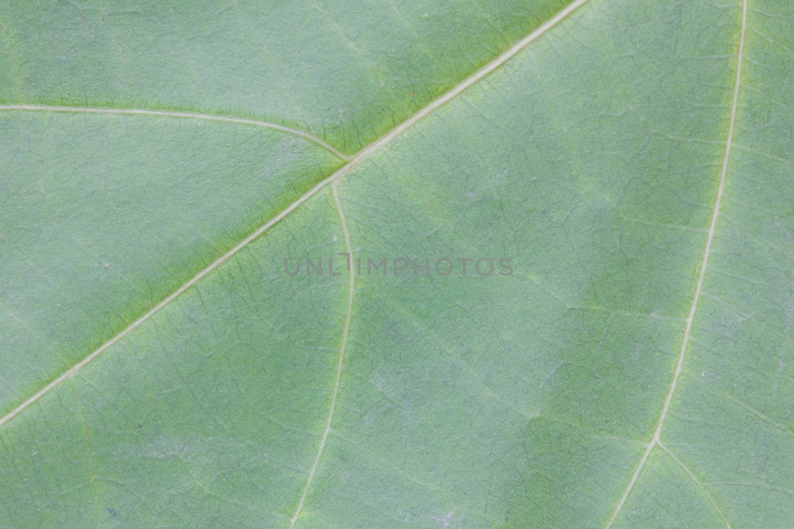 Pattern of green leaf surface background, closeup.