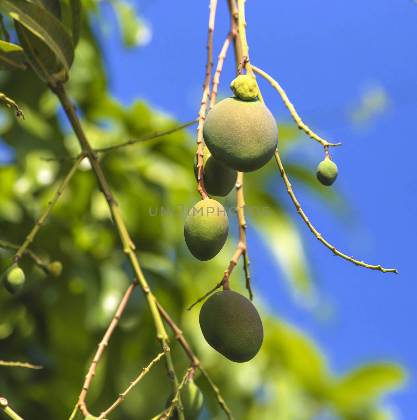  Green mango on tree in garden.