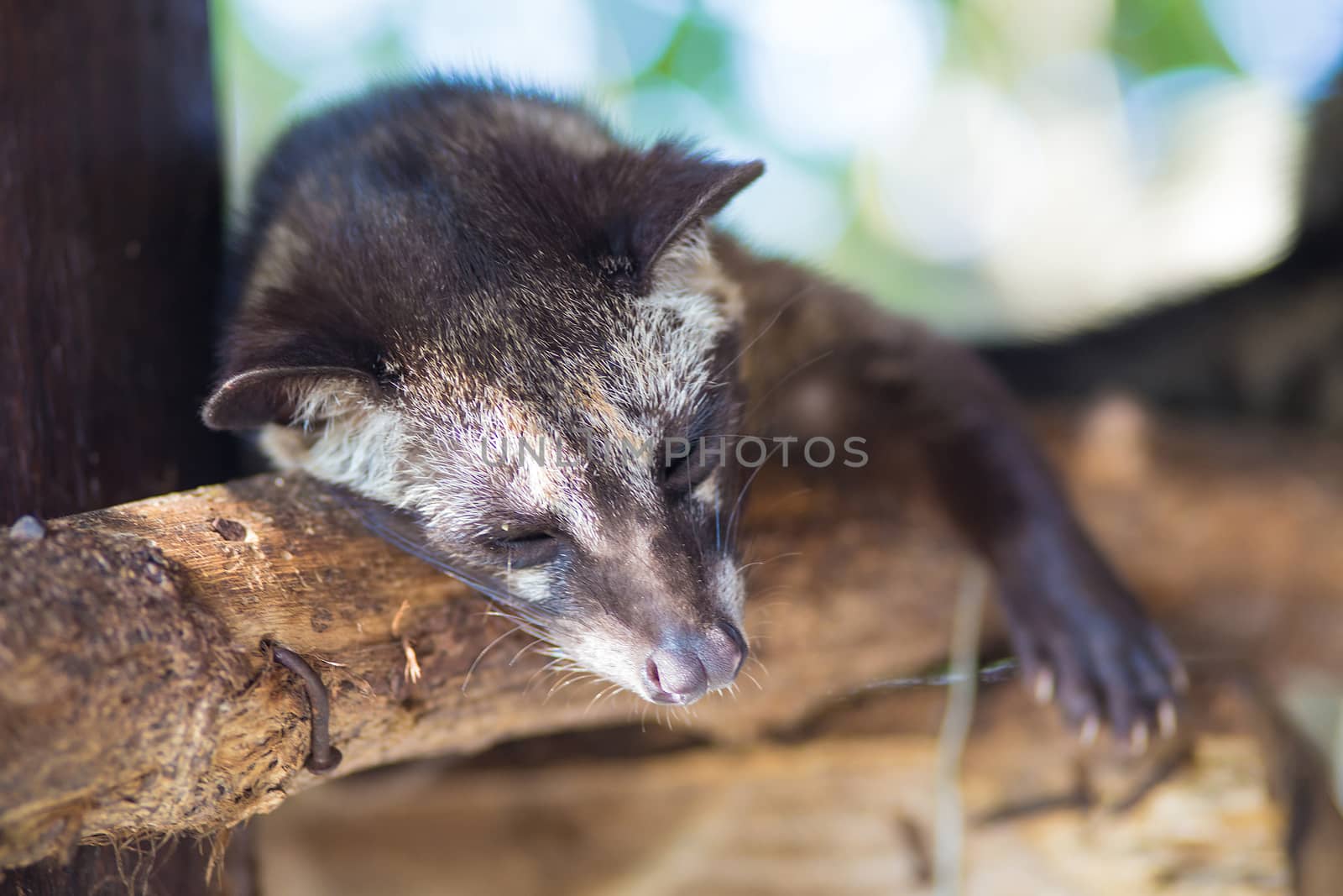 Asian Palm Civet produces Kopi luwak