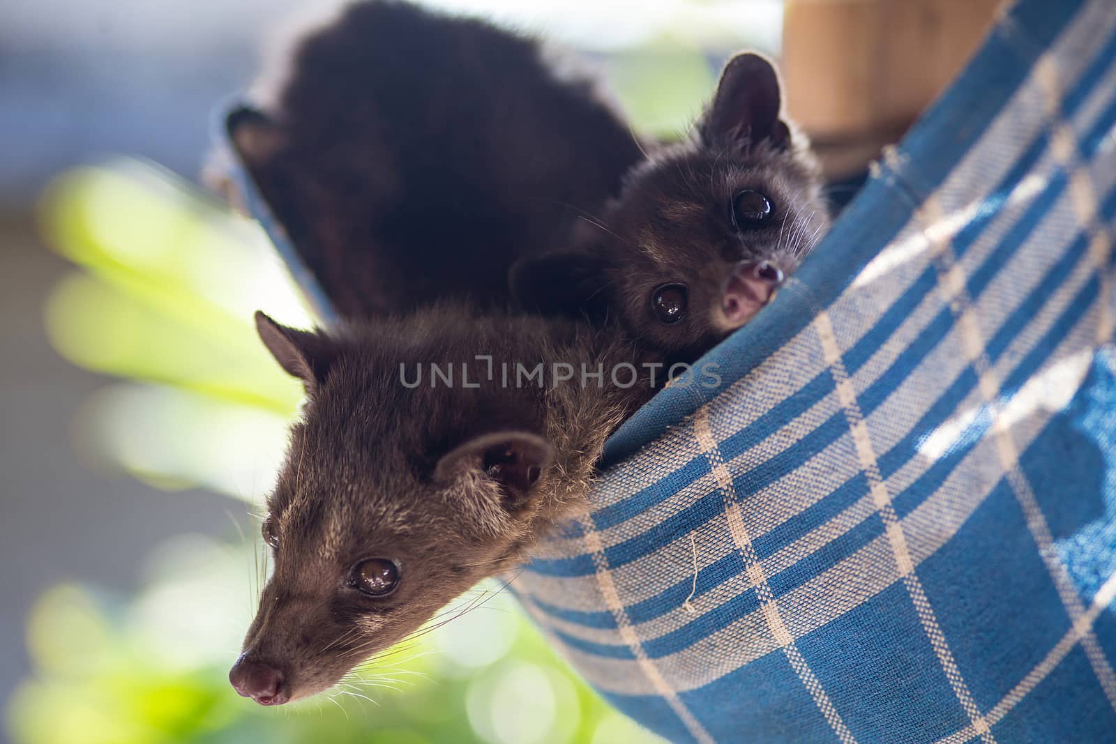 Asian Palm Civet produces Kopi luwak