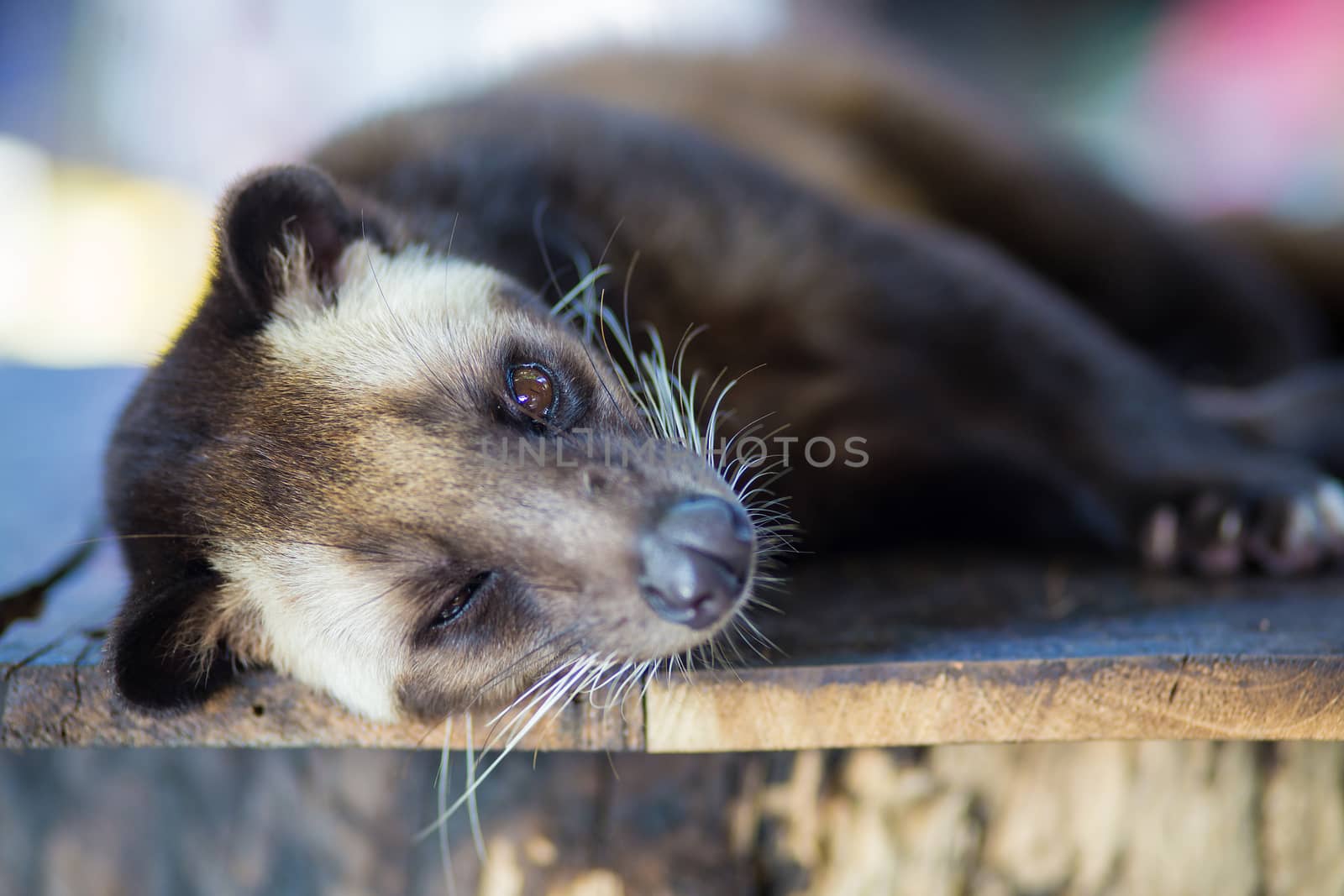 Asian Palm Civet produces Kopi luwak