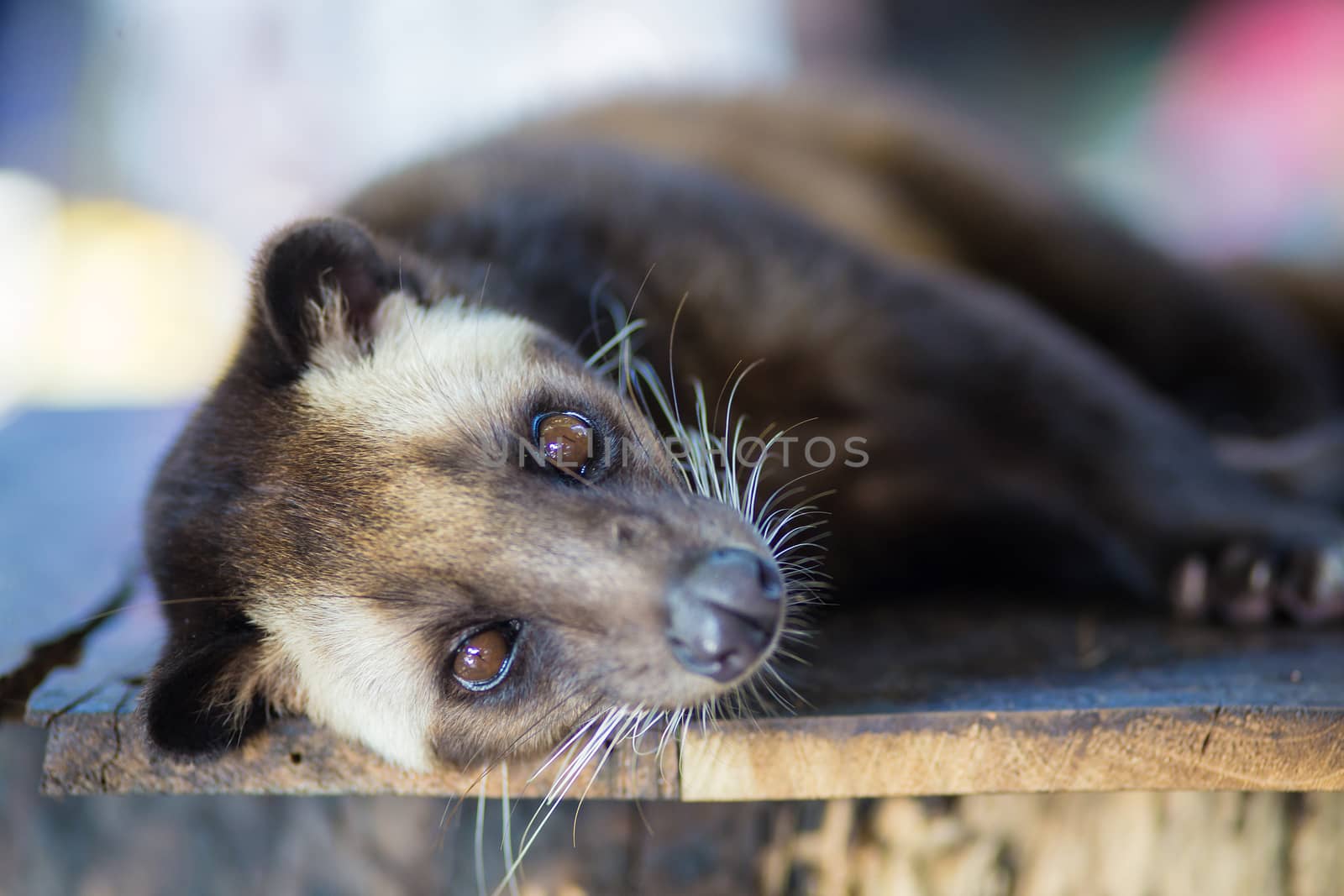 Asian Palm Civet produces Kopi luwak