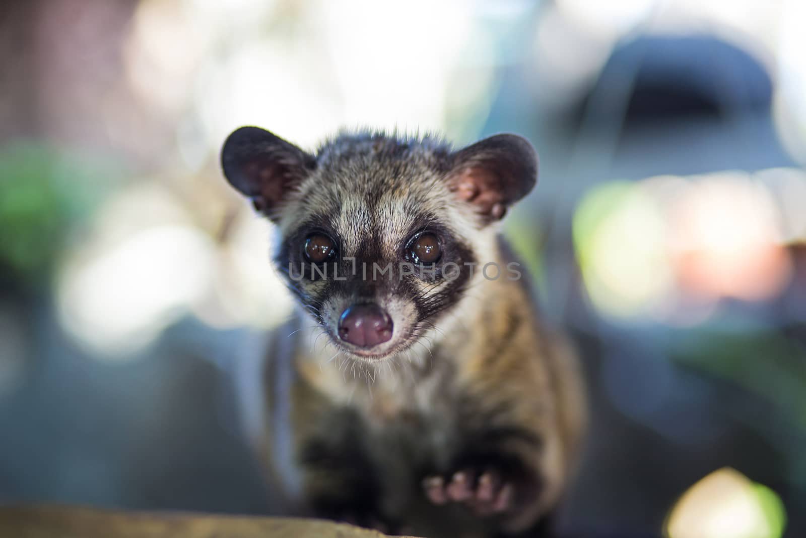 Asian Palm Civet produces Kopi luwak