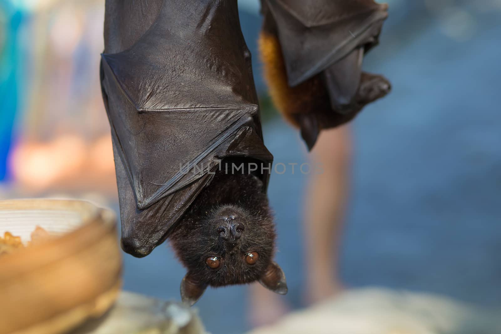 Black flying-foxes (Pteropus alecto)