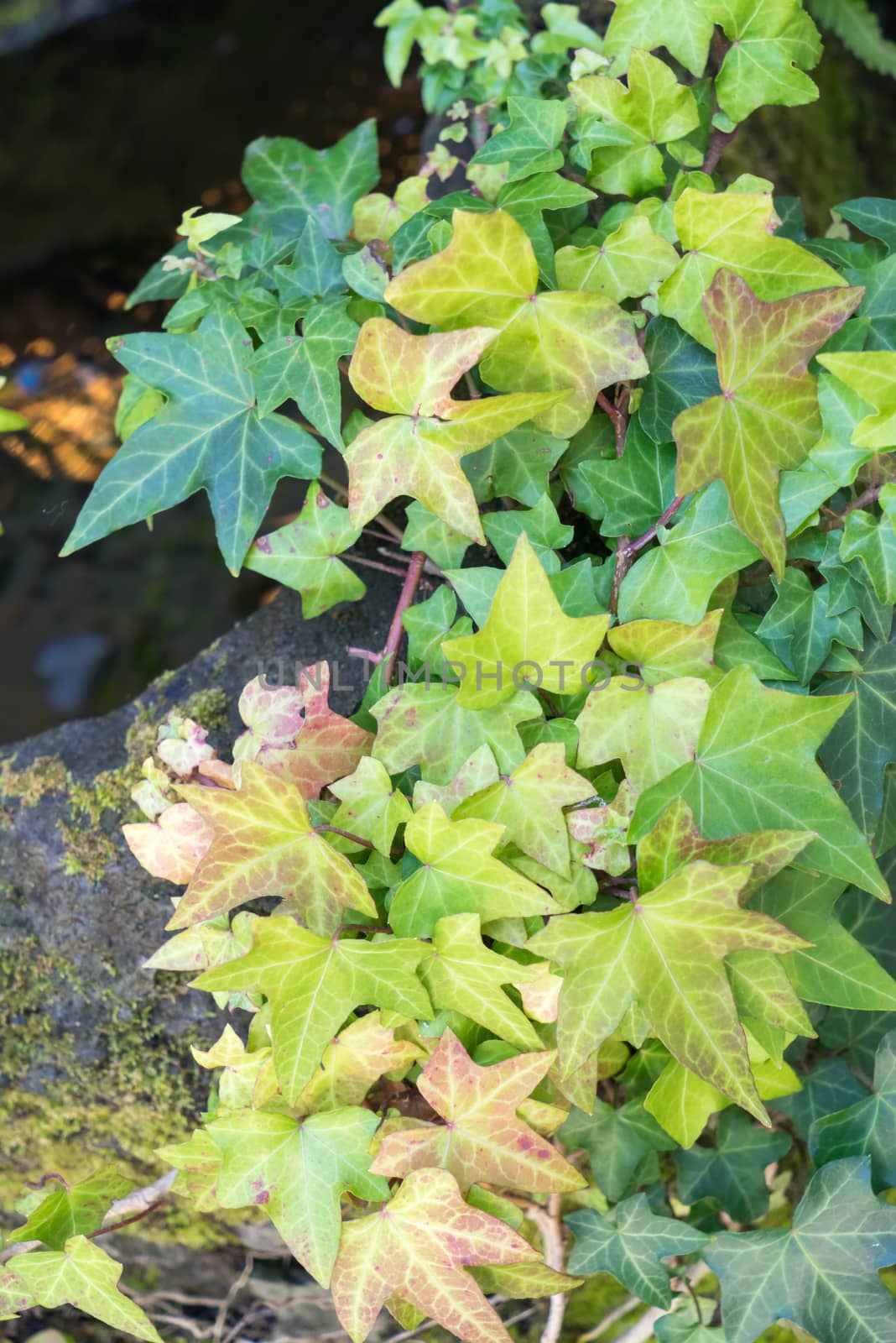 Autumn maple leaves on a nice sunny day, top view