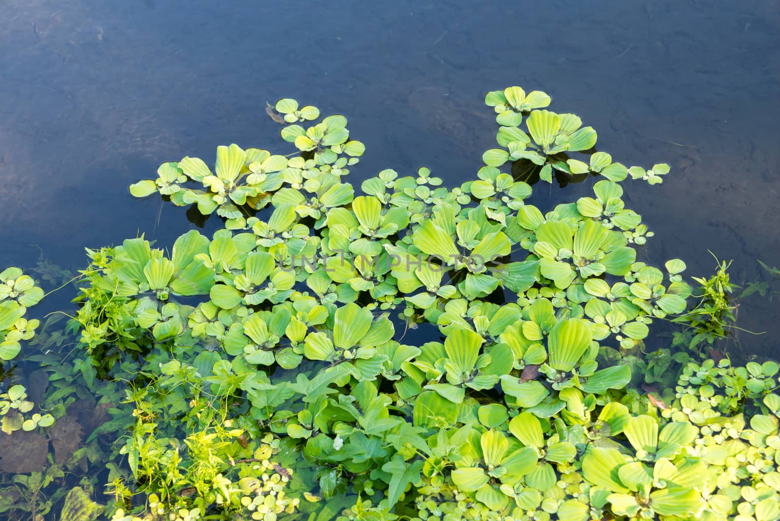 Duckweeds floating on water at lttle lagoon