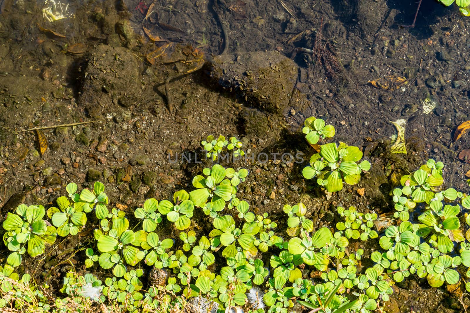 Duckweeds floating on water at lttle lagoon