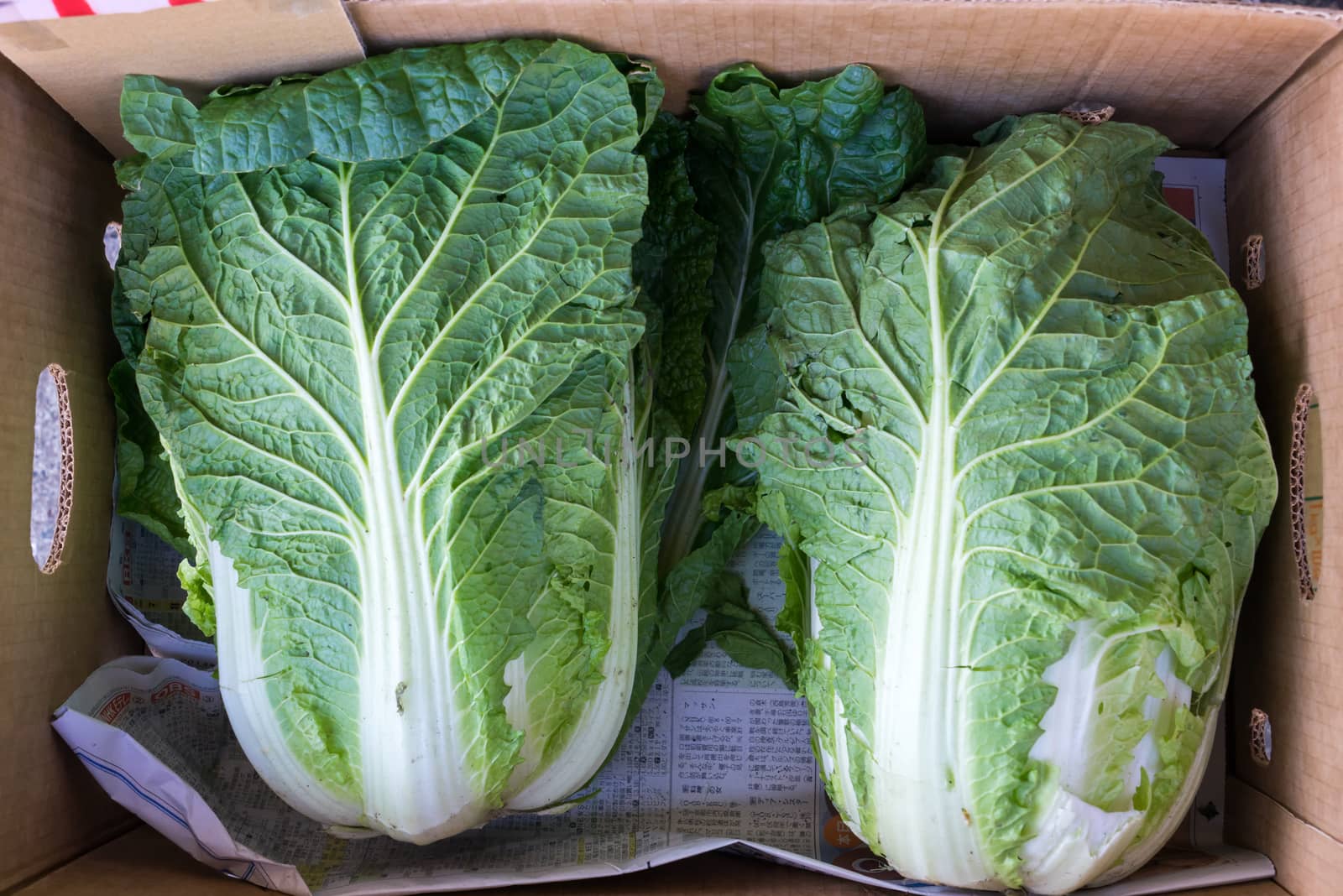 White cabbage fresh from the farm store In the Box