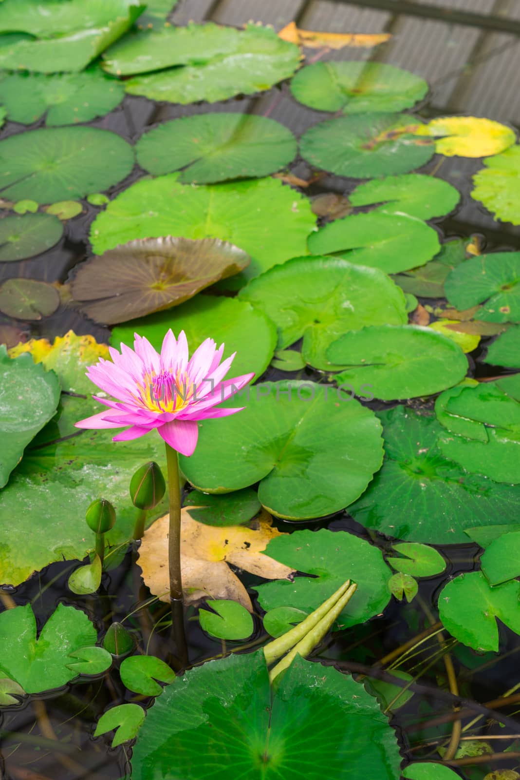 Lotus in hot Spring water boiling, Beppu, Oita, Japan