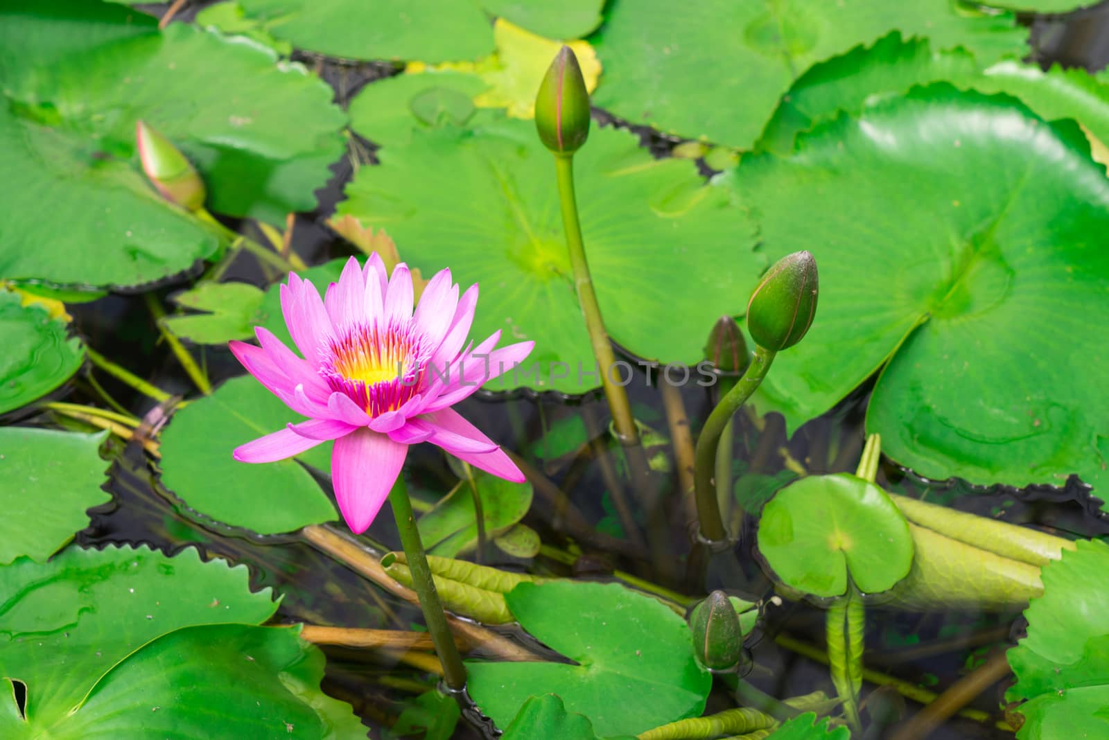 Lotus in hot Spring water boiling, Beppu, Oita, Japan