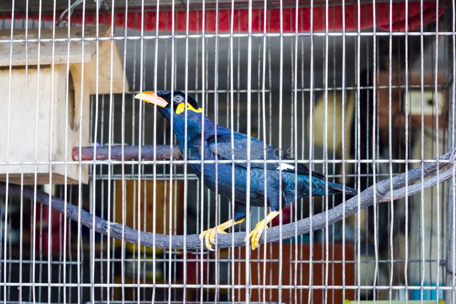 Common hill myna in the cage, concept slavery