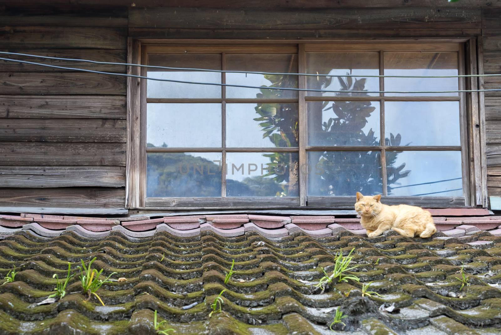 Cat on the roof filled with moss looking at camera