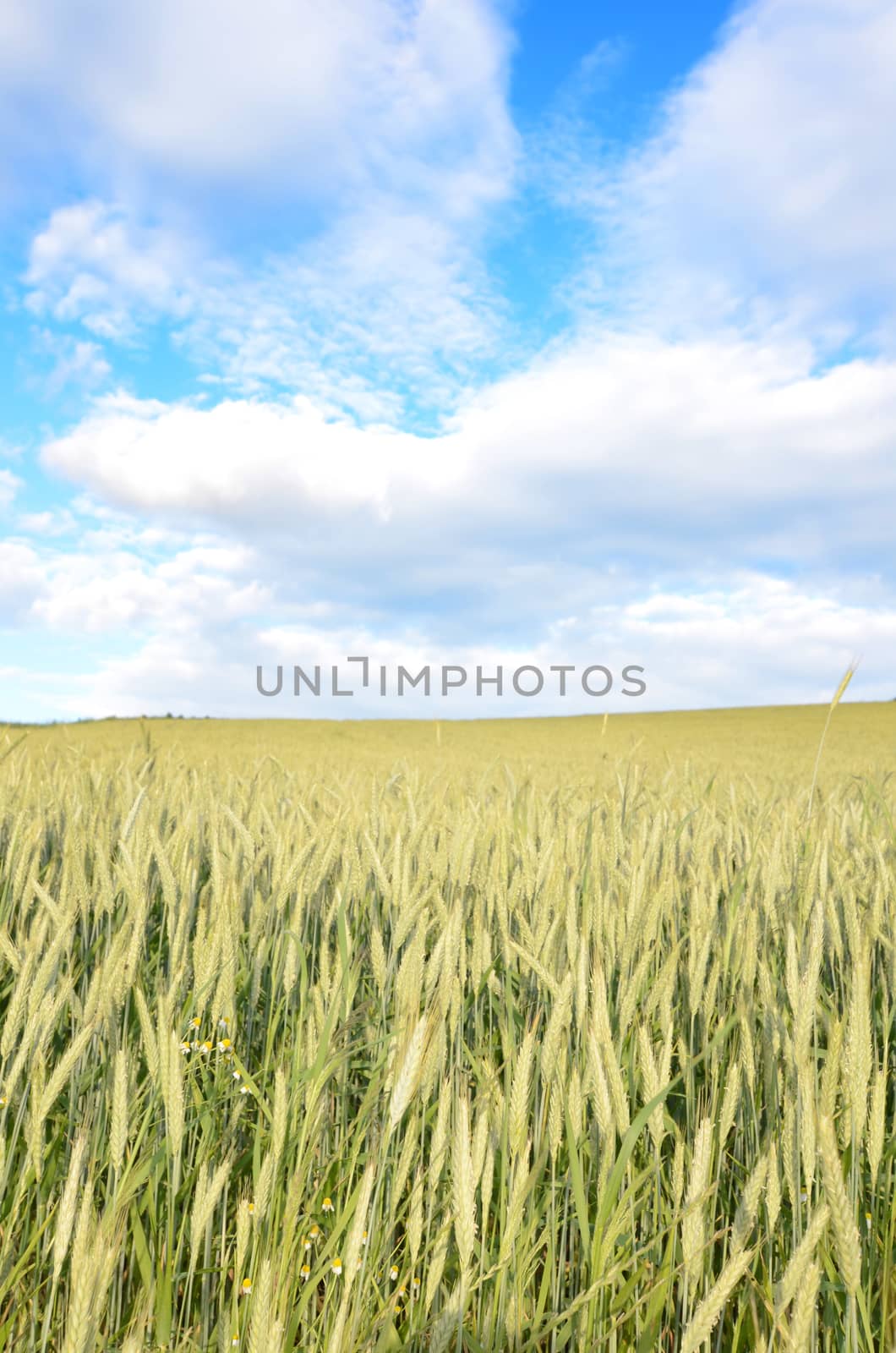 grain field by sarkao