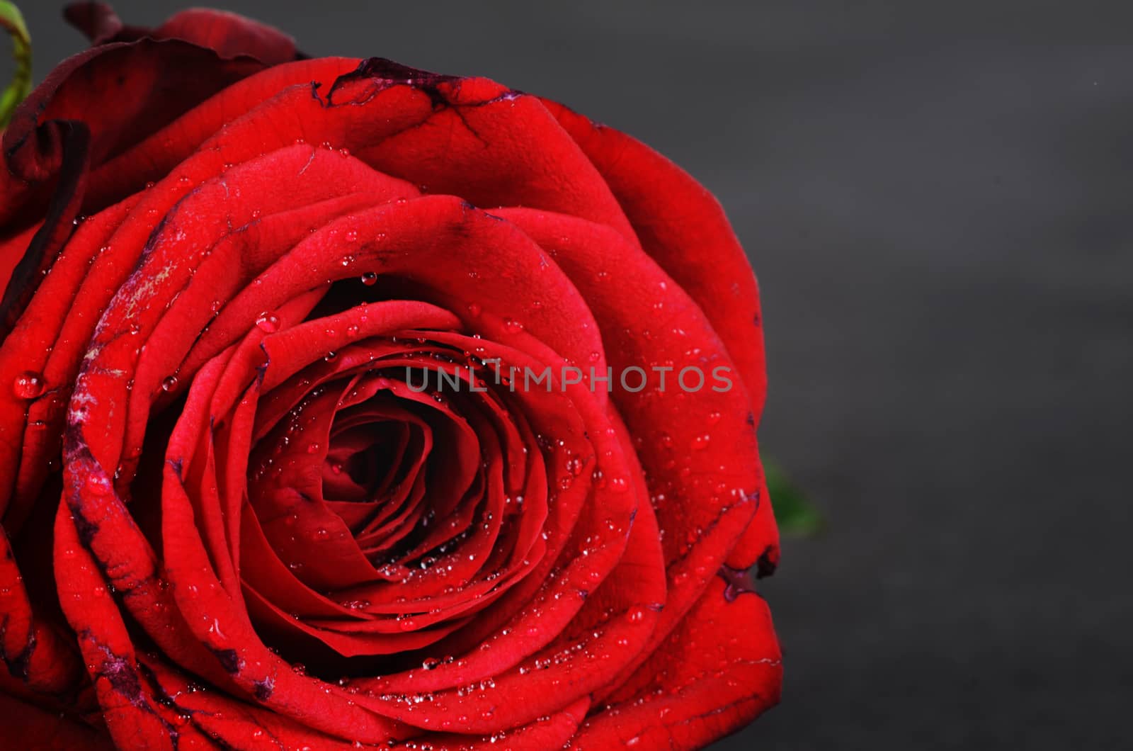 red rose detail by sarkao