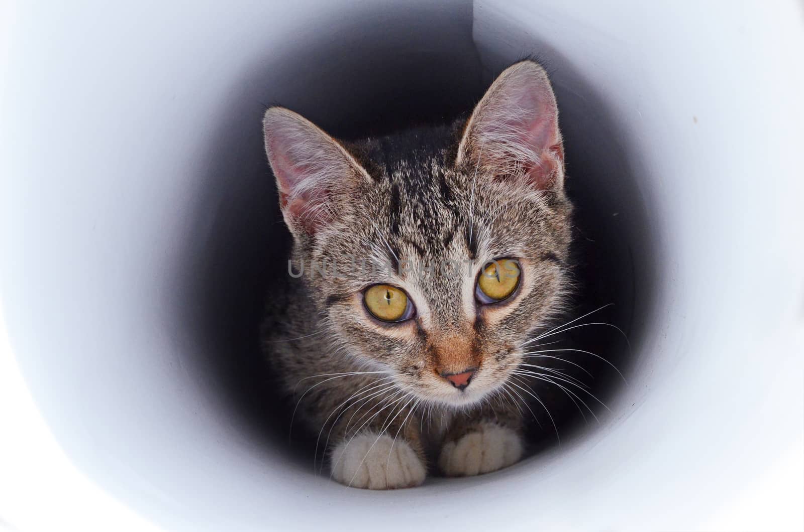 kitten in tunnel
