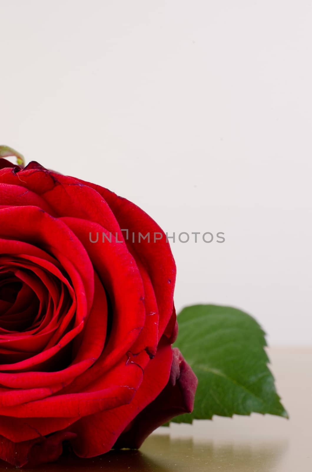 single red rose with space for your text