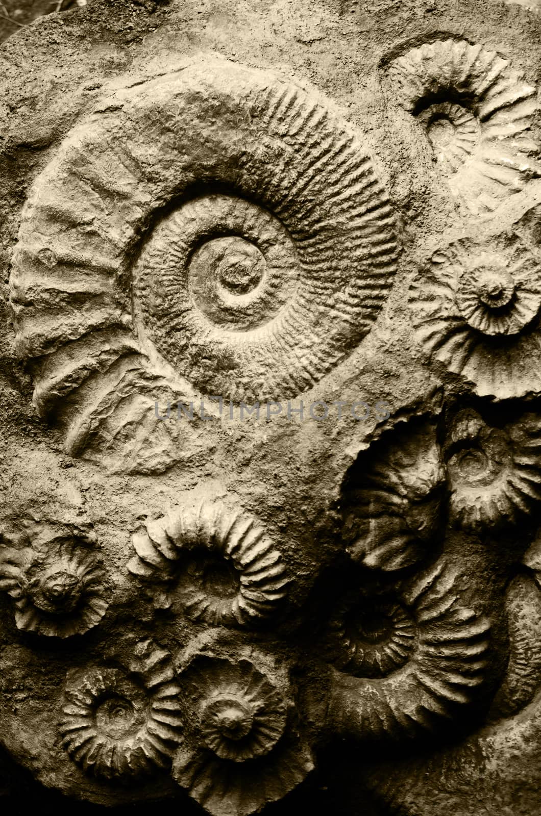 fossil ammonites by sarkao