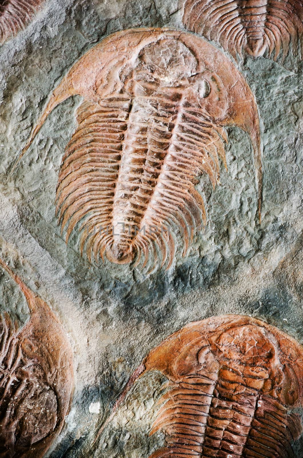 fossil trilobit