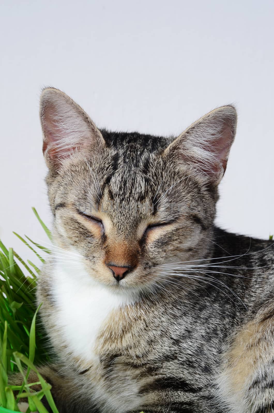 kitten sleeping in grass