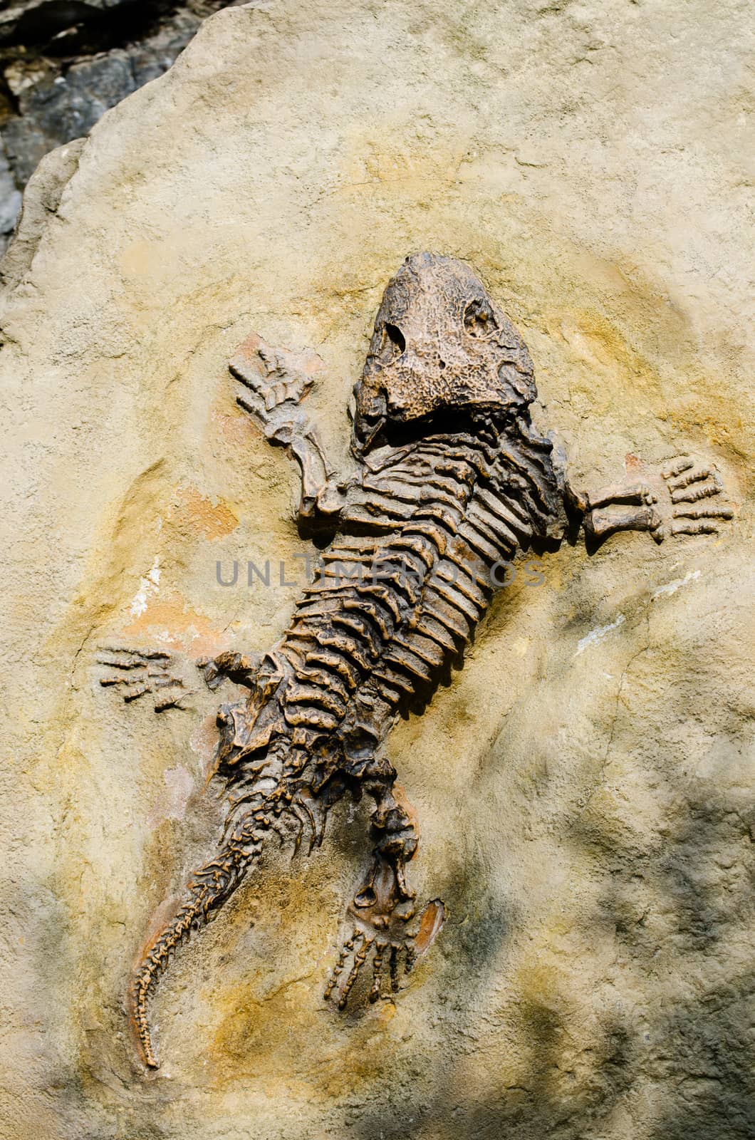 Fossil  Seymouria by sarkao