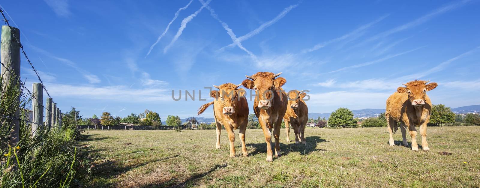 Panoramic view of brown cows in french country