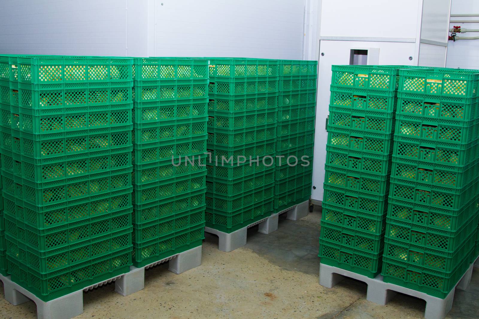 Boxes with newly hatched chicks on a chicken farm