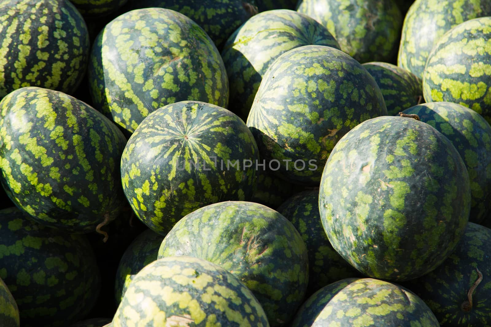 Big pile of ripe watermelon on a sunny day