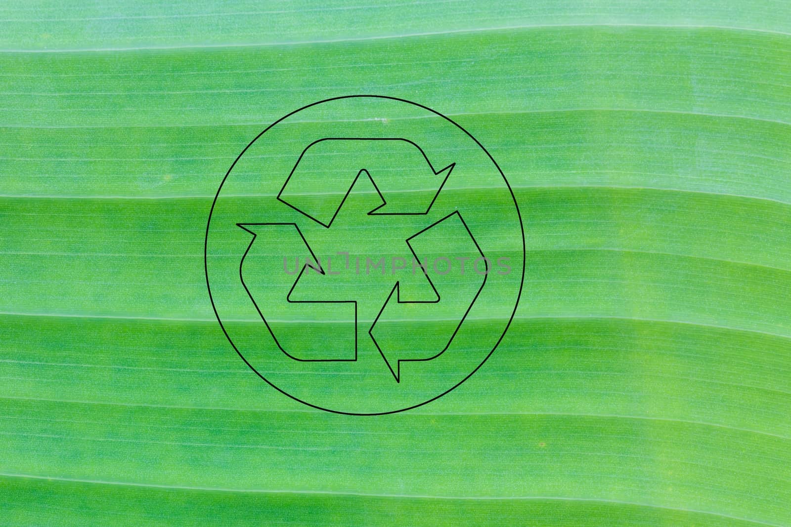 Beautiful banana leaf background and recycle logo in the middle