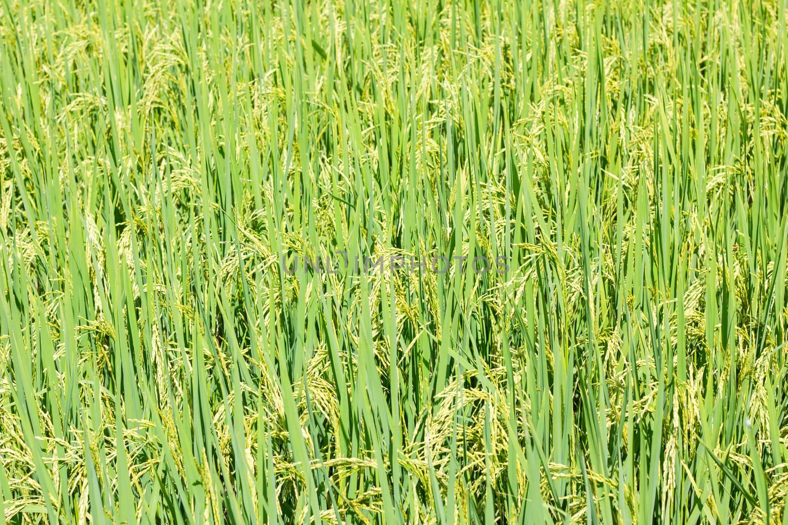 Rice field as background, with shallow depth of field