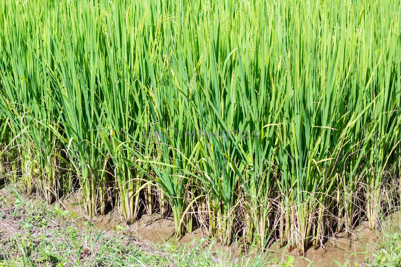 Close-up rice plants in rice field.