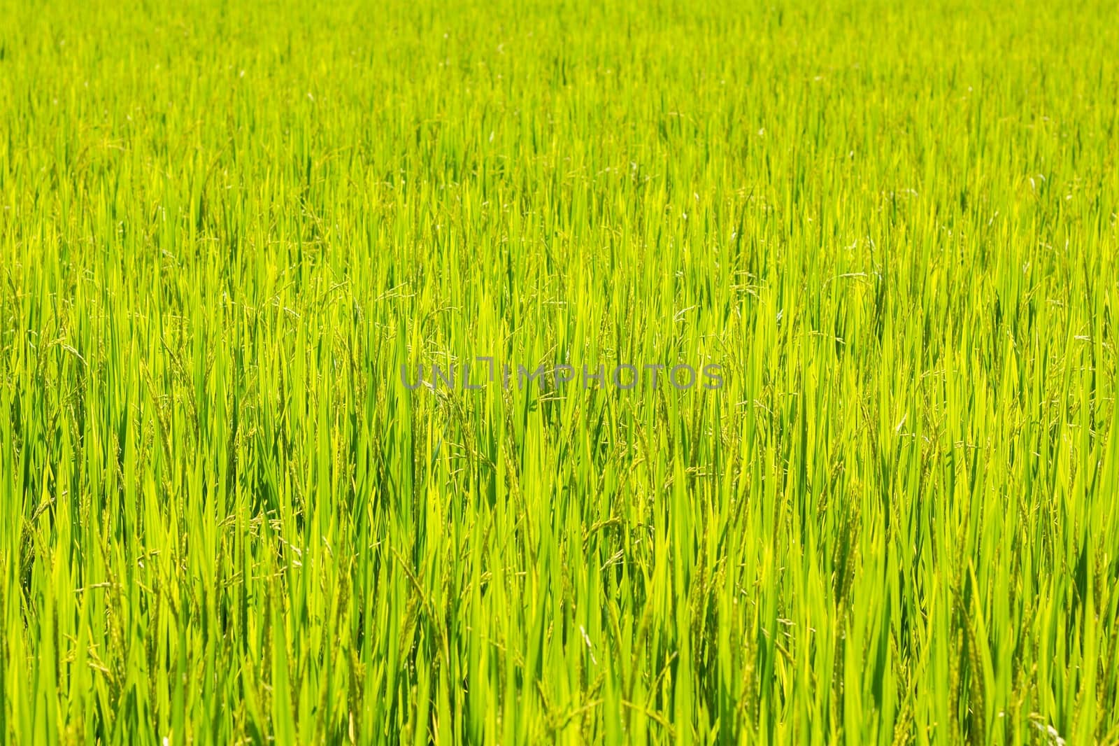 rice field background with shallow depth of field