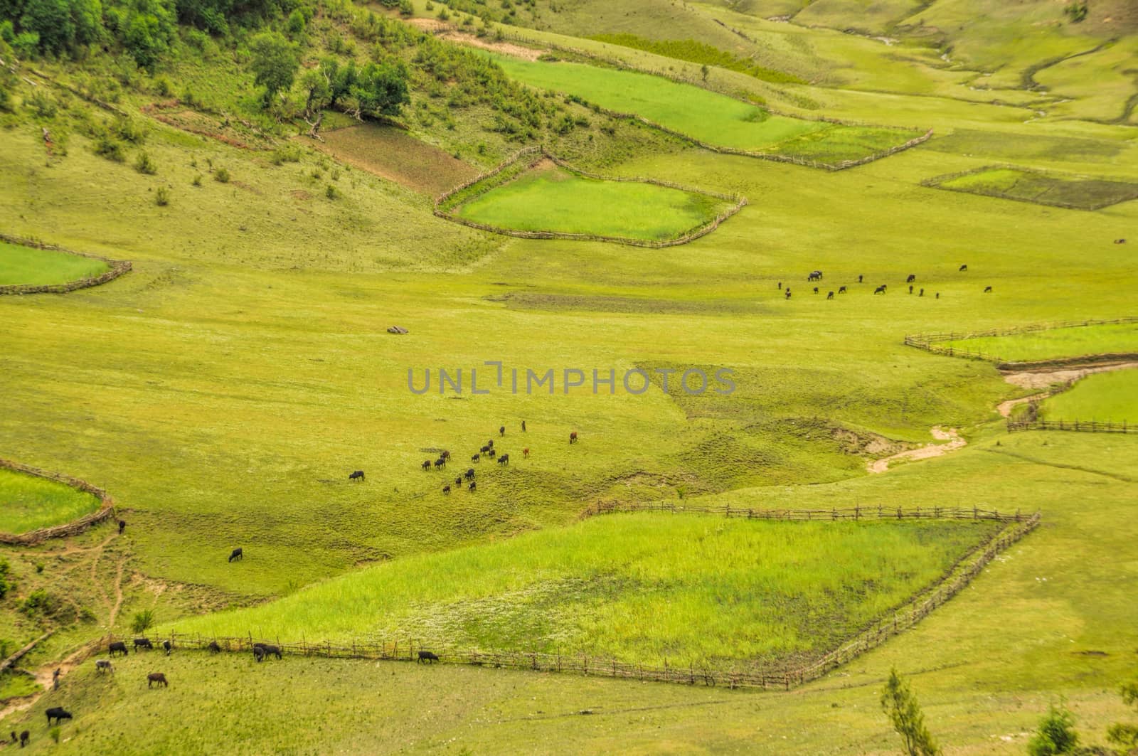 Green fields in Nepal by MichalKnitl