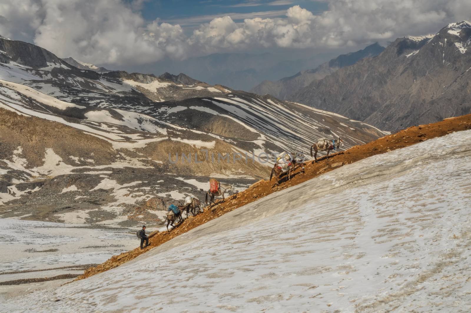 Caravan of mules in high altitudes of Himalayas mountains in Nepal