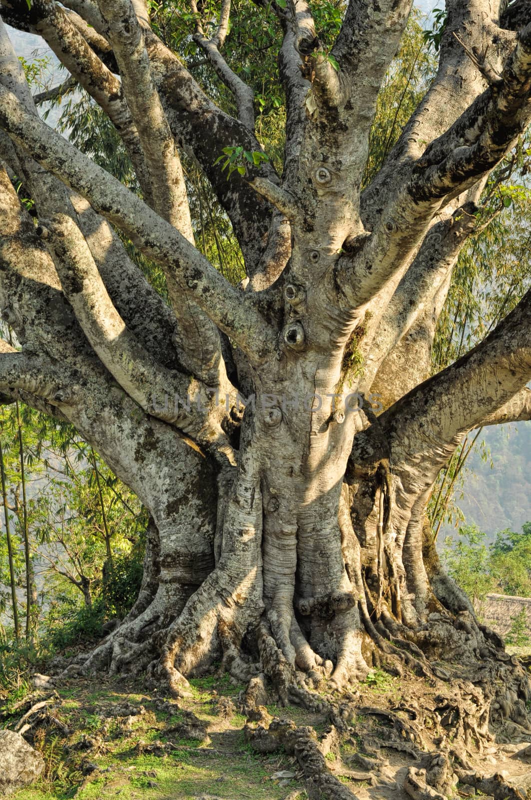 Close-up view of a magnificent old tree in Nepal
