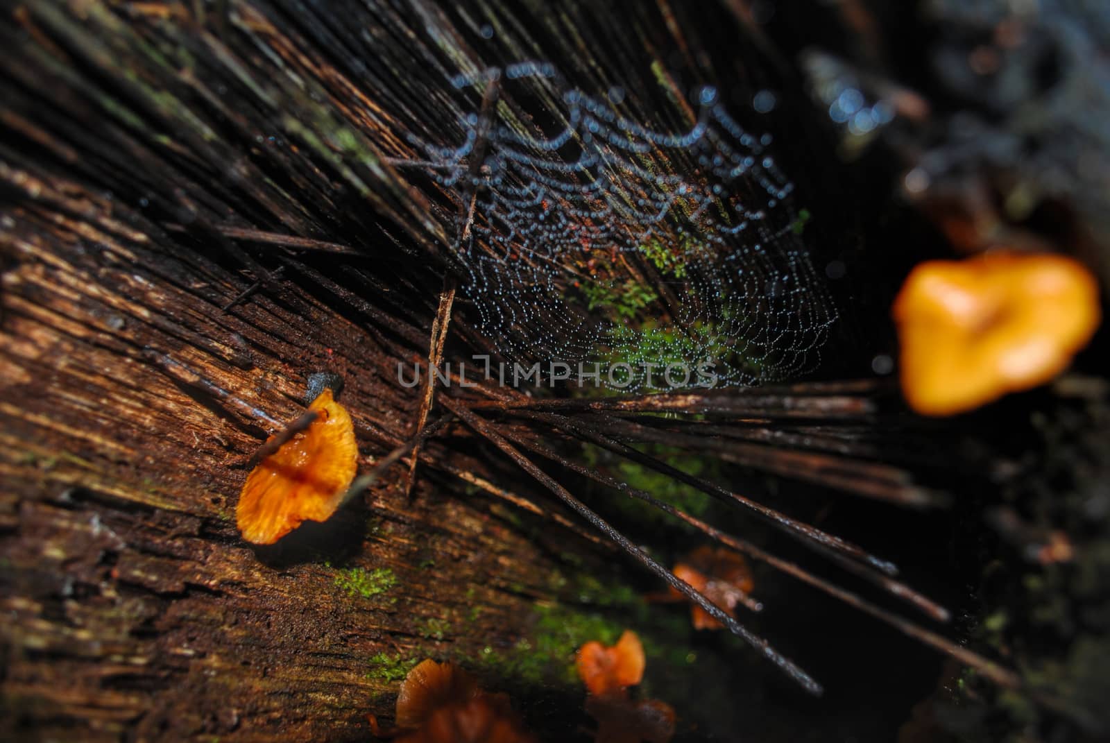 Spiderweb covered in water drops in between orange mushrooms near the forest floor in Bolivia