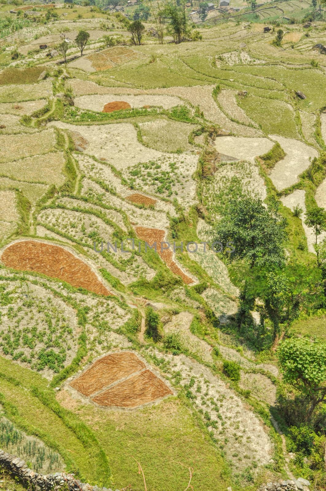 Scenic aerial view of terraced fields in Nepal