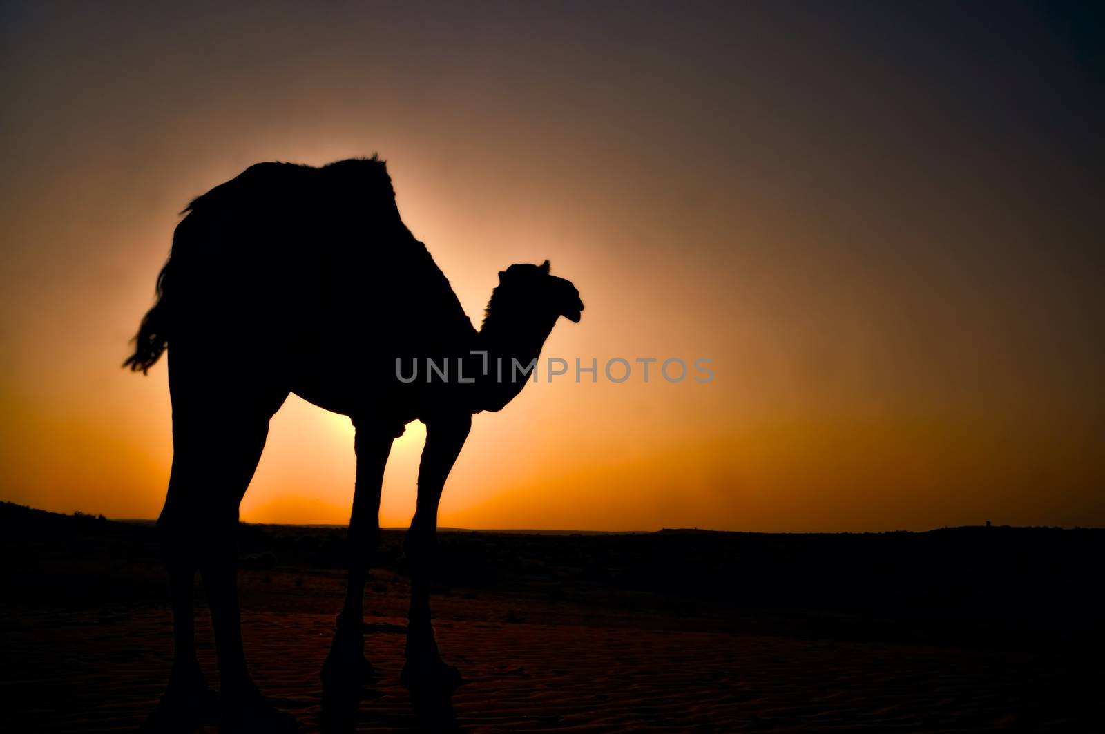 Silhouette of lone dromedary camel with late evening sun in That desert