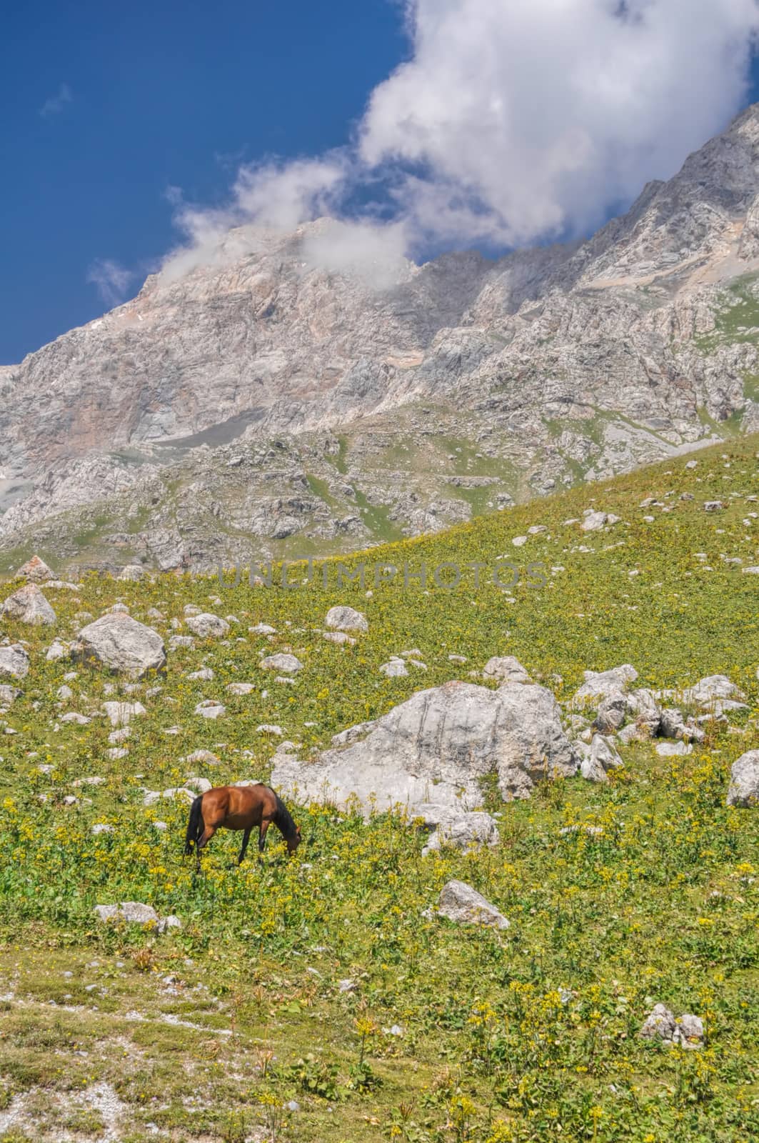 Horse grazing in scenic mountain range in Kyrgyzstan