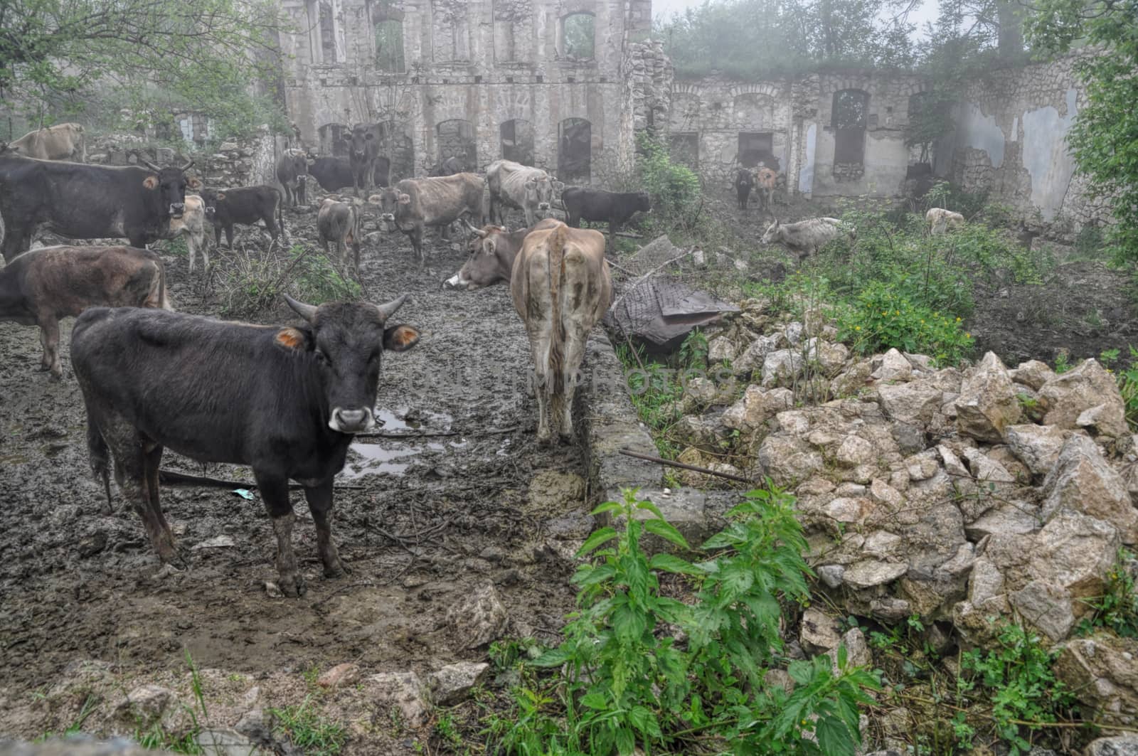 Livestock in front of ruins of house in mountainous Karabakh destroyed by war
