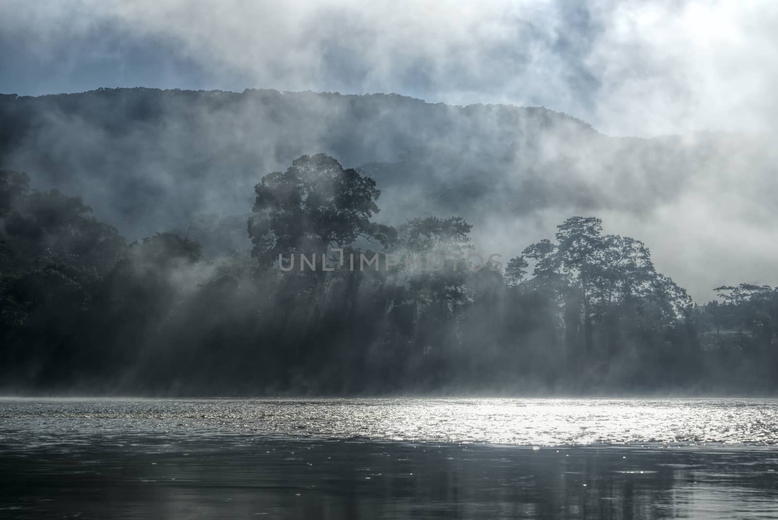 Mist in jungle by MichalKnitl