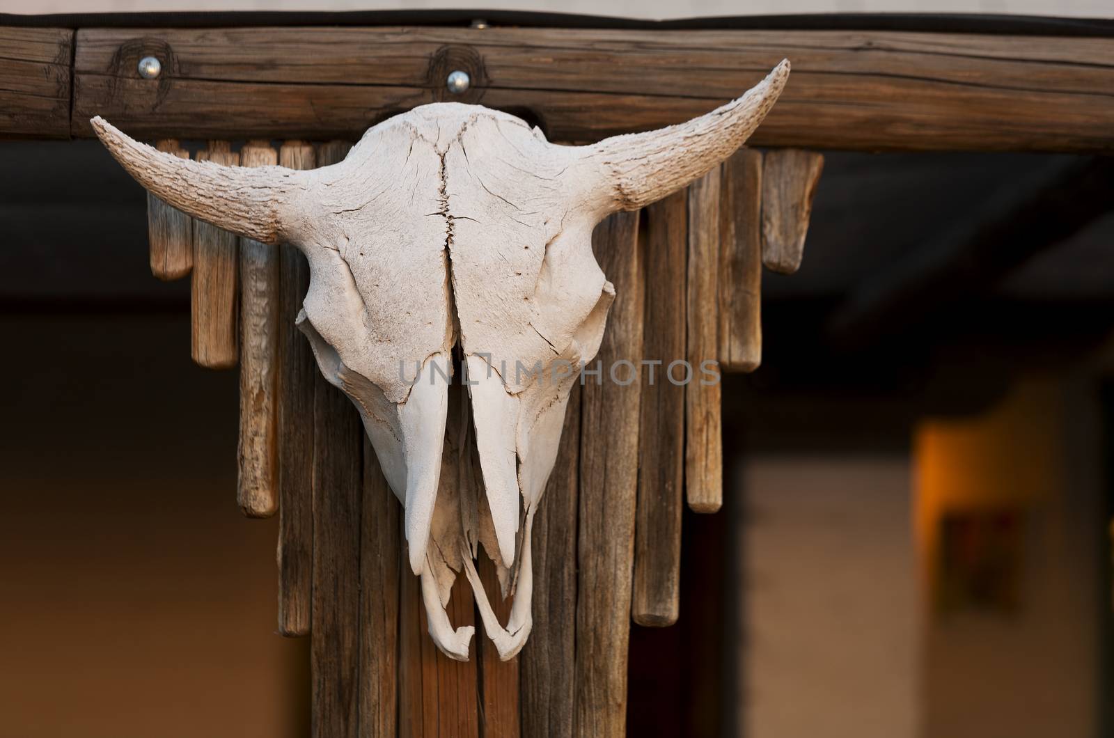 Aged cow skull hanging on wooden post