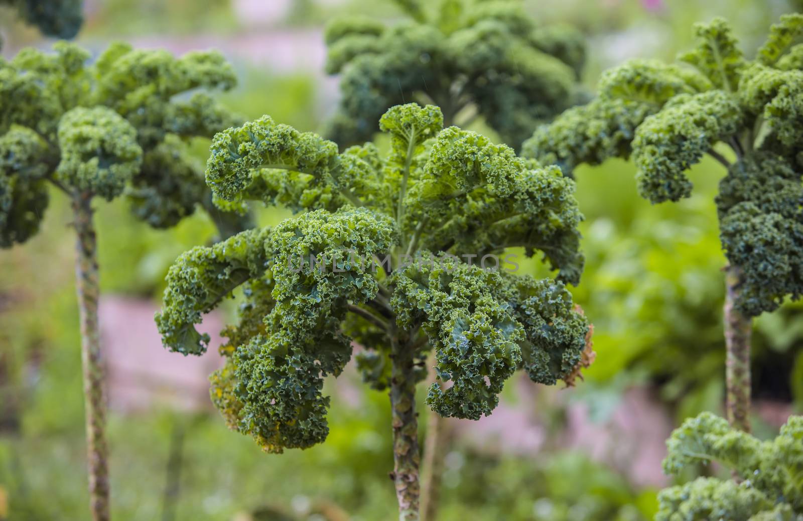 Close up of tall kale plants in a Maui garden