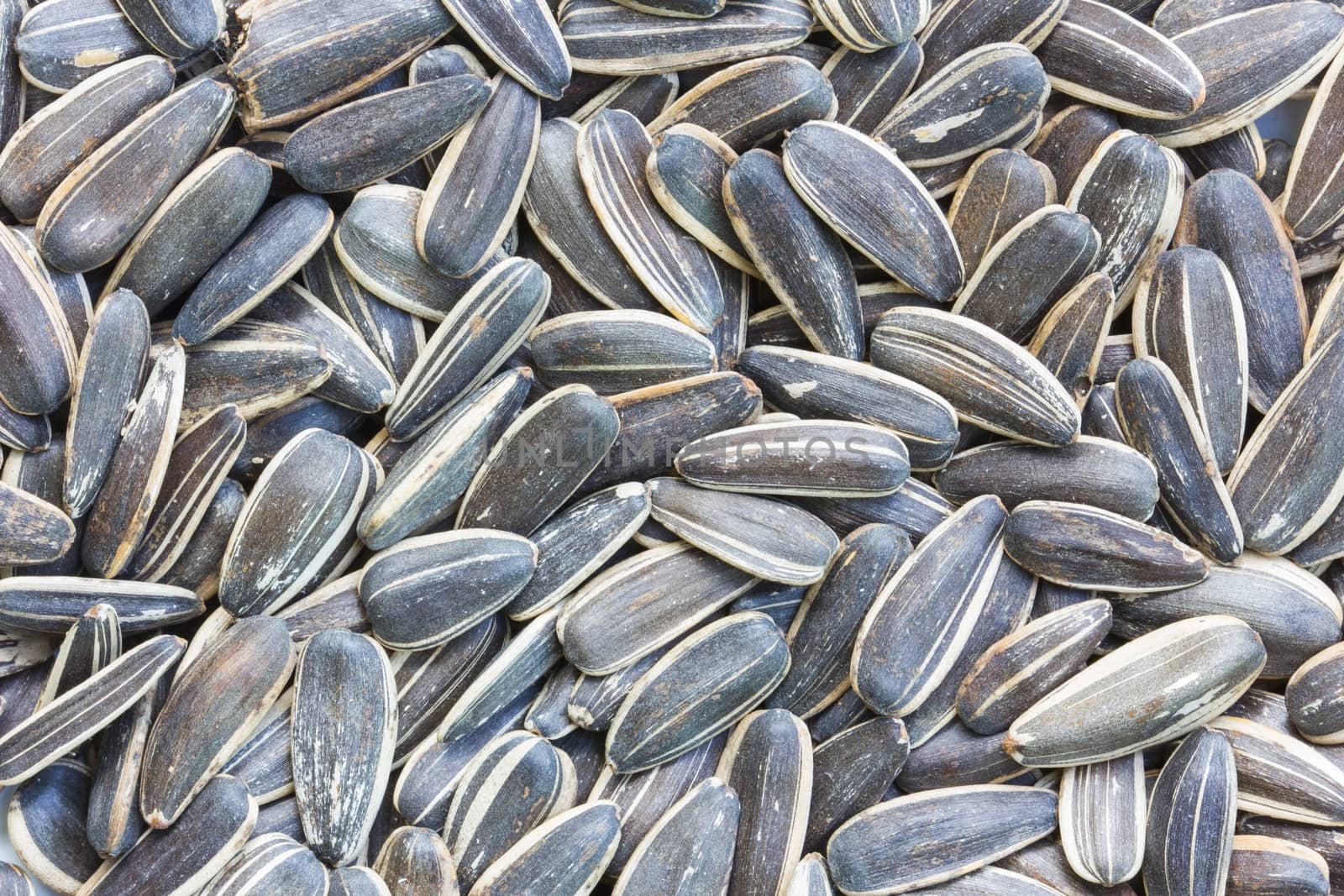 extreme closeup of sunflower seeds.