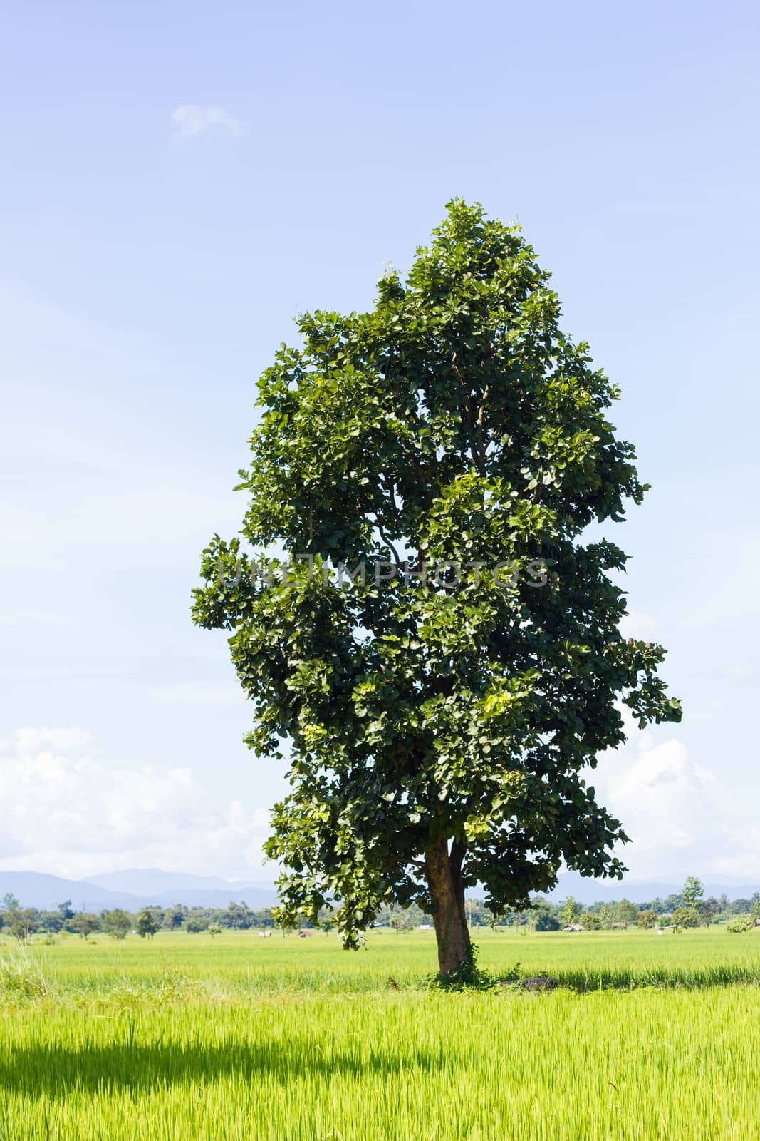 rice field, tree and pale blue sky by a3701027