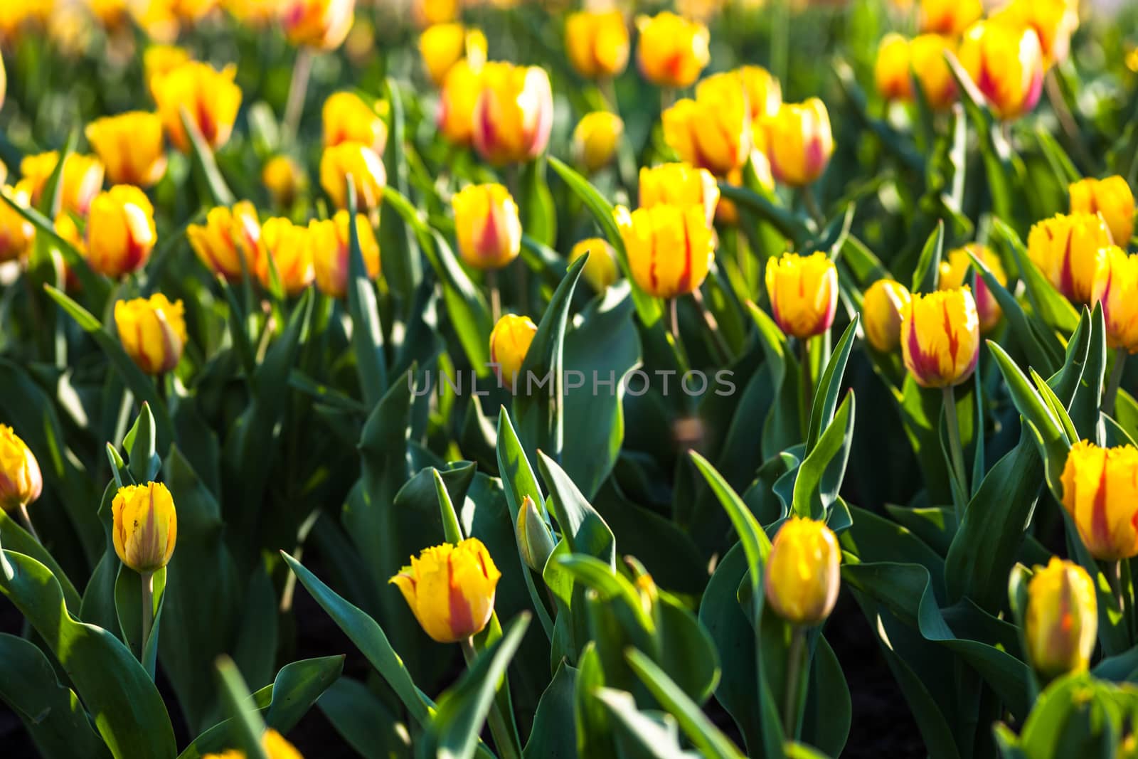 Flowerbed with lots of blooming yellow tulips by rootstocks